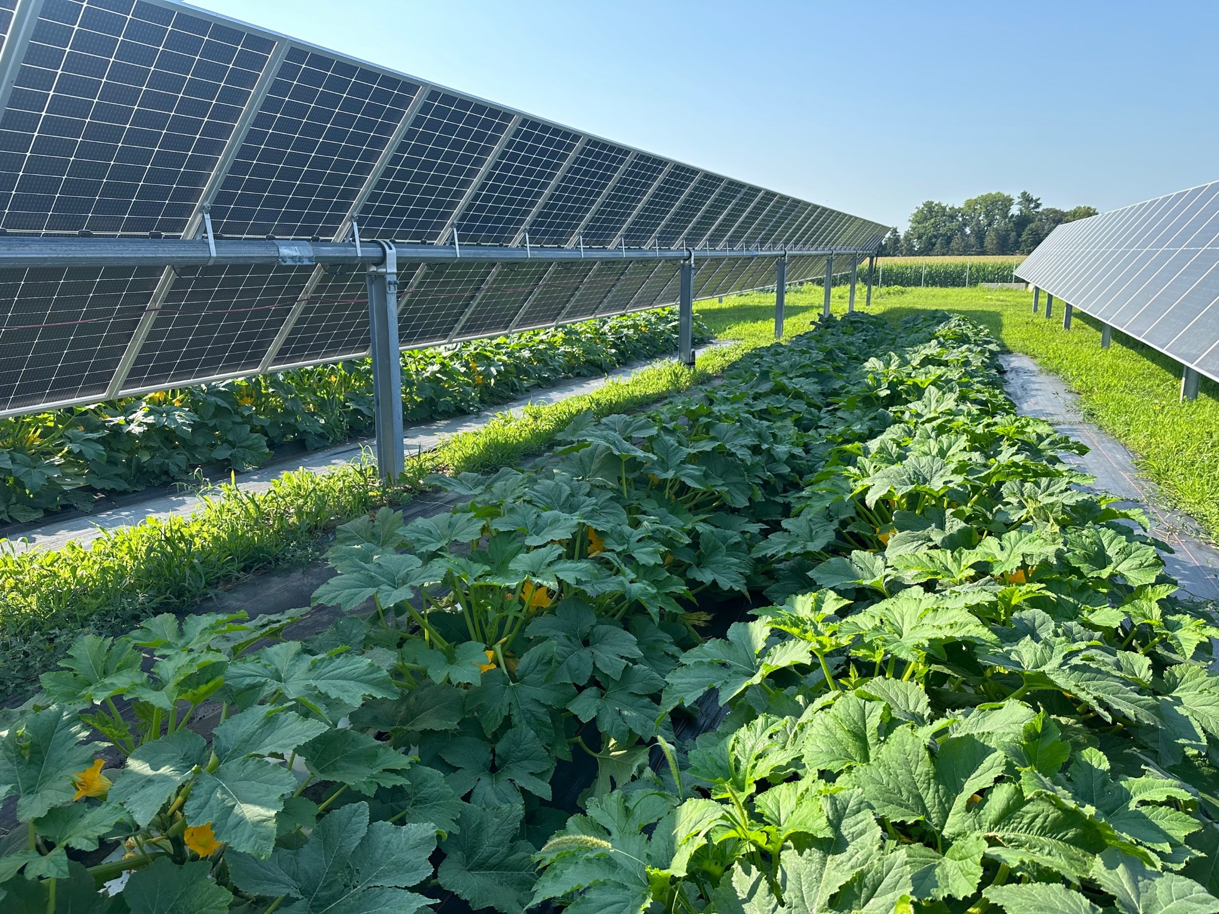 Row of squash growing between rows of solar panels.